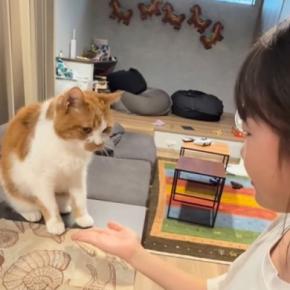 数々の『芸』を覚えた猫→女の子が合図を出すと…可愛すぎるやり取りが1474万再生「めんどくさそうすぎるw」「付き合ってくれるの優しい」