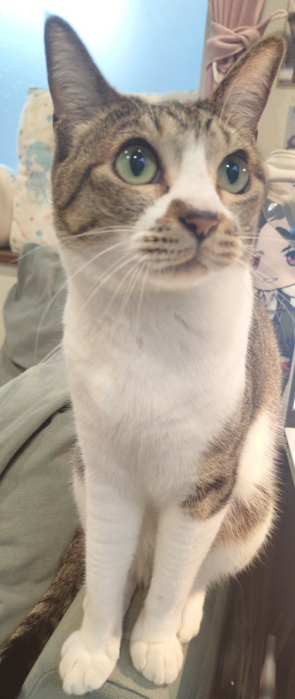 お座りする猫