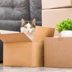 愛猫と『引っ越し』をするなら注意すべきこと3つ 起こりうるトラブルから負担を軽減する工夫まで