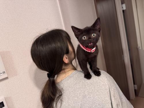 飼い主の方に登る子猫