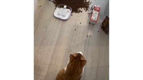 猫と倒れた自動給餌器とカリカリ