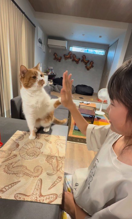 芸をする猫