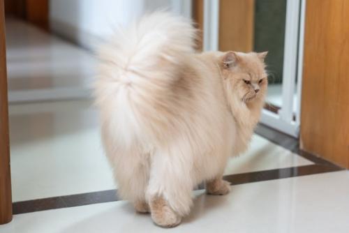 無視して行っちゃう猫