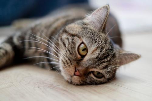 横になってくつろぐキジトラ猫