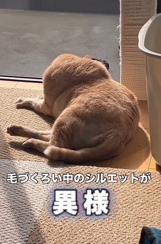 シルエットが異様な猫