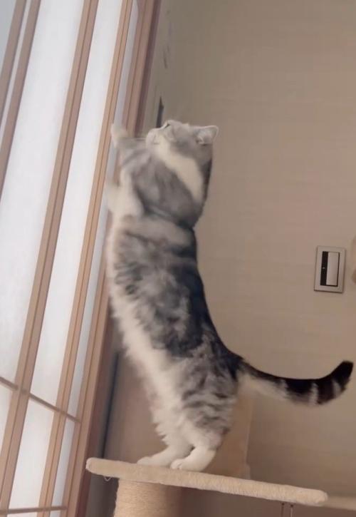 立ち上がる猫1