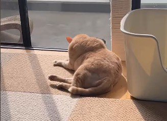 窓辺にいる猫の後ろ姿