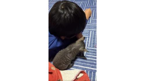 男の子と猫