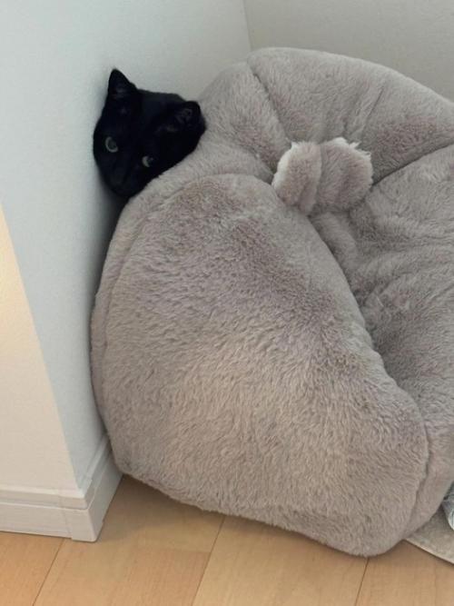 壁とクッションの間に挟まる白黒猫