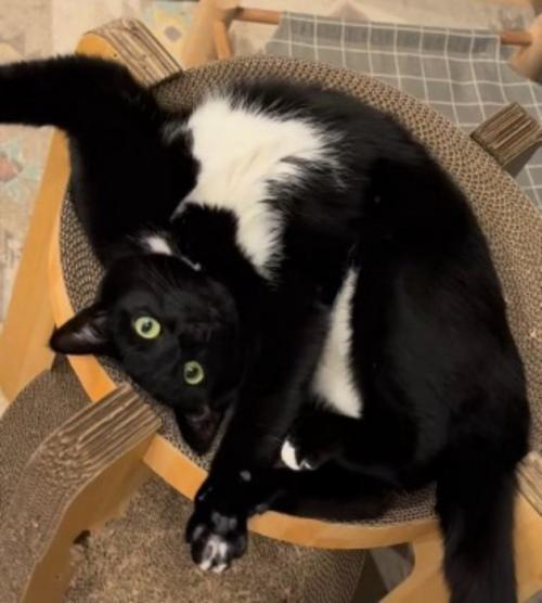体を折り曲げて足としっぽを伸ばす白黒猫