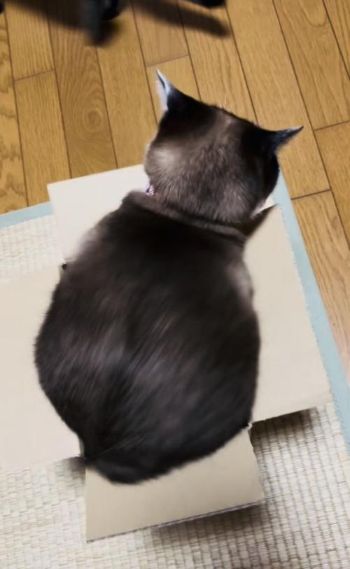段ボール箱の中で体を動かす保護猫