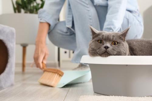 トイレにはいっている猫と掃除をしている人