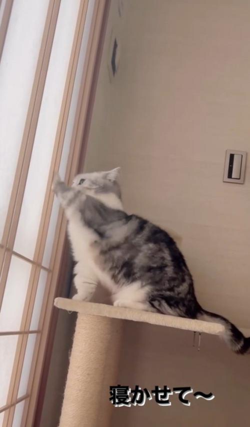 「寝かせて」と書かれた写真