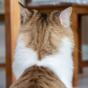 猫が飼い主を『無視している』ときの気持ち4つ 嫌われているわけではない?上手な関わり方まで