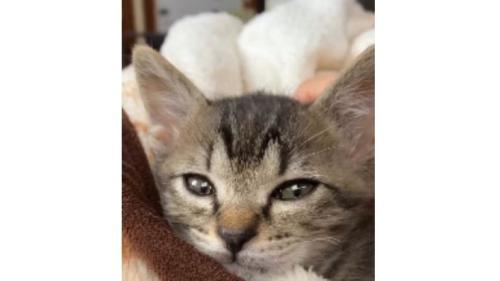 室内にいる猫
