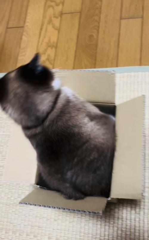 段ボール箱の中で体を動かす保護猫