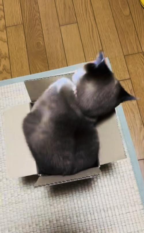 段ボール箱の中で体を動かす保護猫