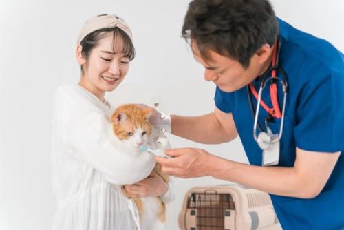 動物病院で診察される猫