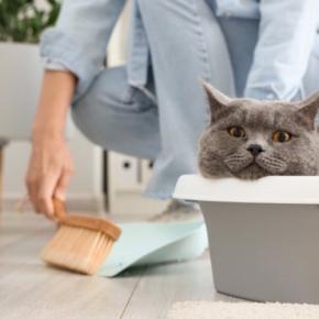 猫と人に関わる『トキソプラズマ』の知識4つ 寄生されるとどうなる?症状や予防法も解説
