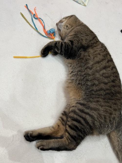 おもちゃを触りながら寝転ぶ猫