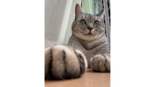 室内にいる猫