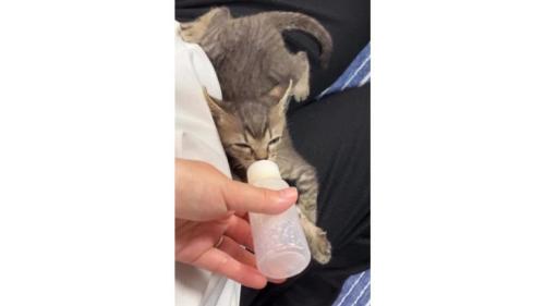 ミルクを飲む猫