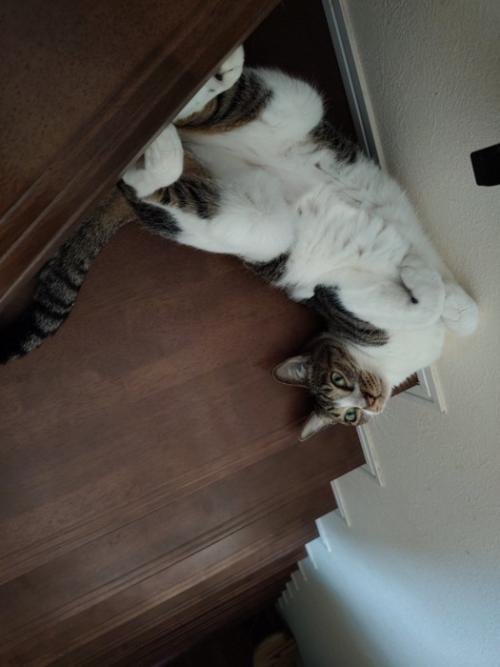 階段で仰向けになる猫