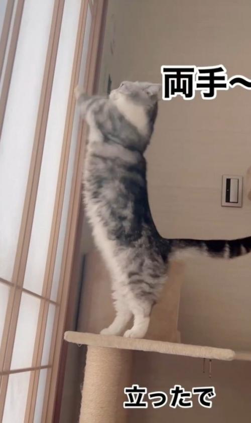 立ち上がる猫2