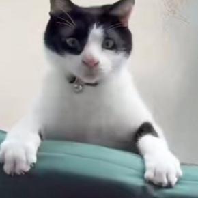 クッションと壁の隙間に挟まった猫→よじ登ろうとした結果…可愛すぎる展開に「ゆっくりいなくなったw」「予想以上で愛おしい」と反響