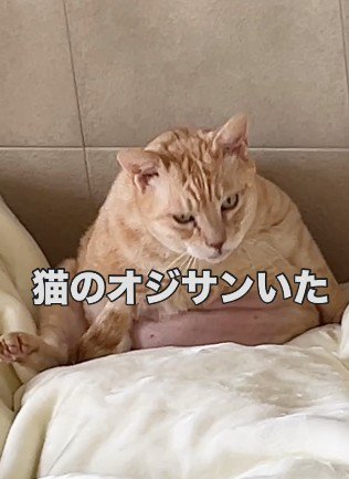 座った姿勢のふくよかな猫