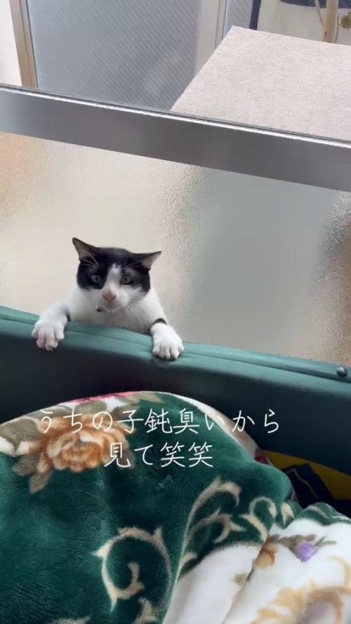 隙間から出ようとする猫さん