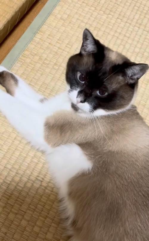 畳に寝転がる保護猫