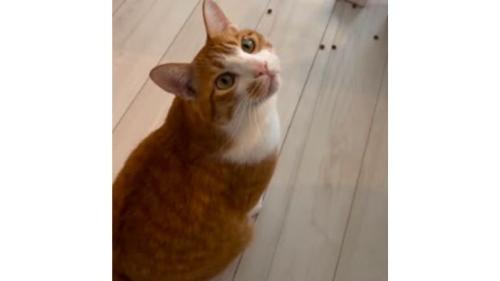 室内にいる猫