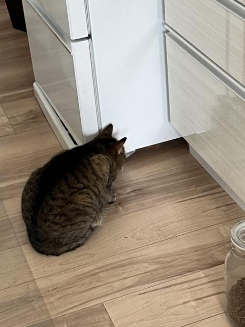 冷蔵庫の横で座り込む猫