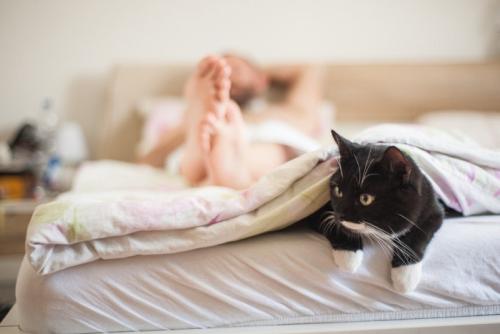 足元でくつろぐ猫