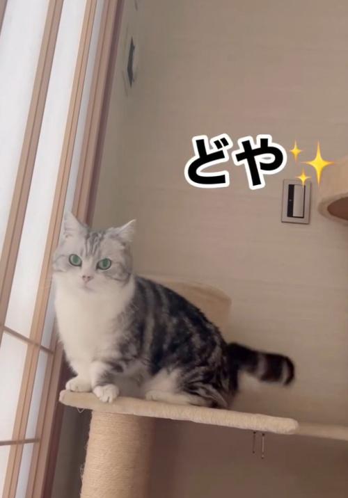 「どや」と書かれた写真