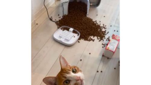 猫と倒れた自動給餌器とカリカリ