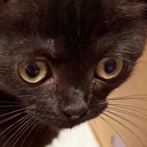 不動産屋に『猫の飼育申請』をしたら、結果は『否認』…まさかの『受理されなかった理由』に8万いいね「誰でも拒否するw」「床が抜けそうw」