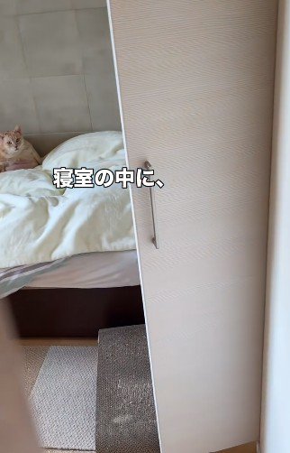 寝室の奥にいる猫