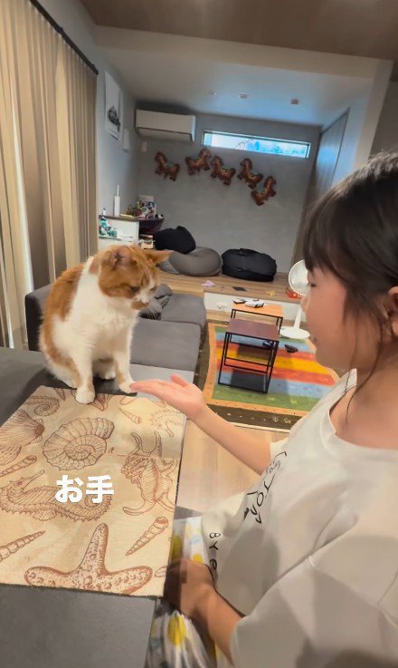 芸をする猫