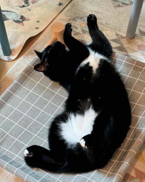 仰向けに寝転がる白黒猫