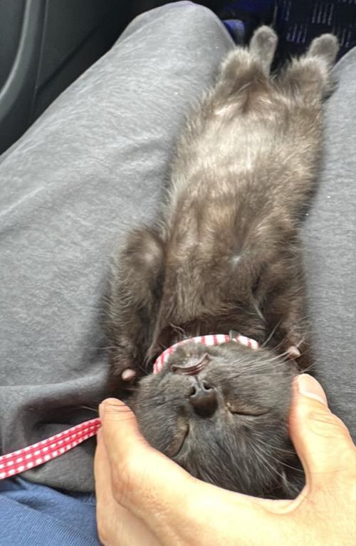 飼い主の足の間で仰向けになって眠る子猫