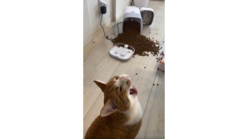 猫と倒れた自動給餌器とカリカリ