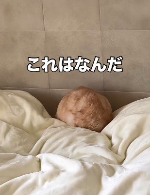 まんまるになった猫