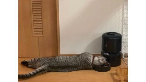 自動給餌器と猫