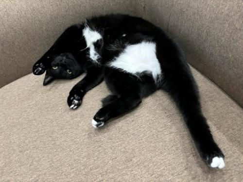 ソファの上で足を伸ばしている白黒猫