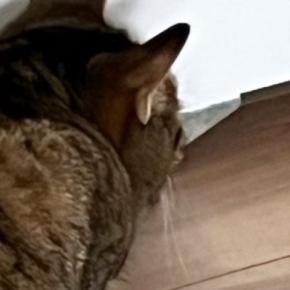 ふと見ると、冷蔵庫の下を『じっと見つめていた猫』……嫌な予感がする瞬間に6万いいね「わかるww」「うちはムカデがいた」「トラウマ」