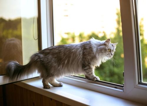 窓から覗く猫