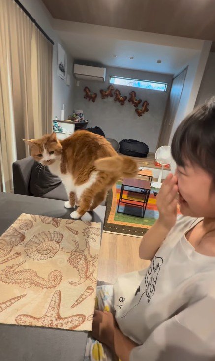 芸をする猫