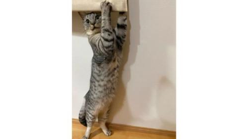 室内にいる猫